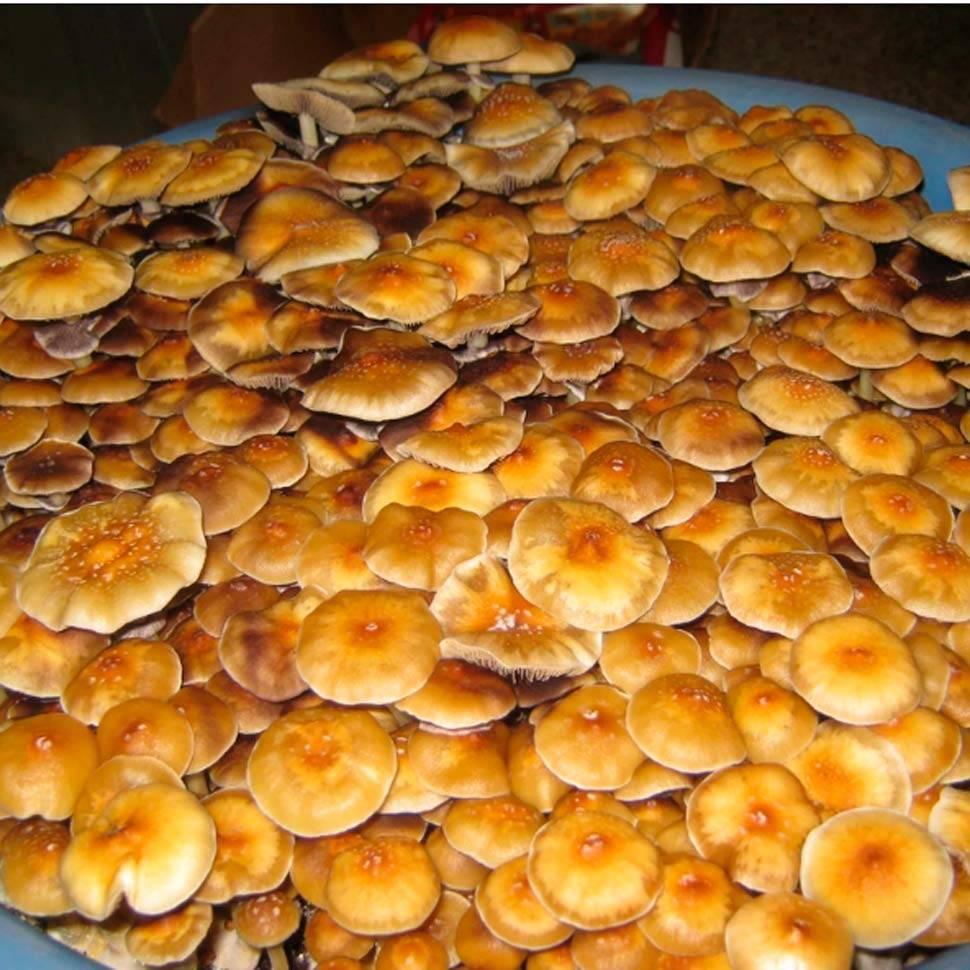 Cubensis Colombian Rust Spore (Red Spore) споровый отпечаток купить, цены