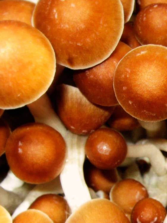 Cubensis Jedi Mind Fuck