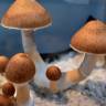 Cubensis Jedi Mind Fuck
