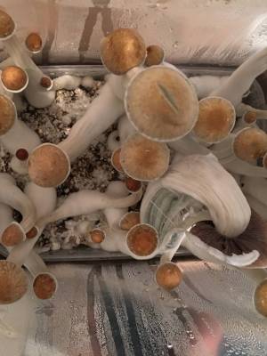 Cubensis Ecuador