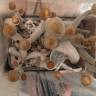 Cubensis Ecuador