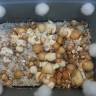 Cubensis Ecuador