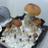 Cubensis Ecuador