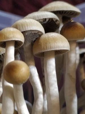 Cubensis McKennaii