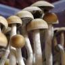 Cubensis McKennaii