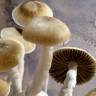 Cubensis McKennaii