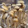 Cubensis McKennaii