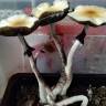 Cubensis McKennaii