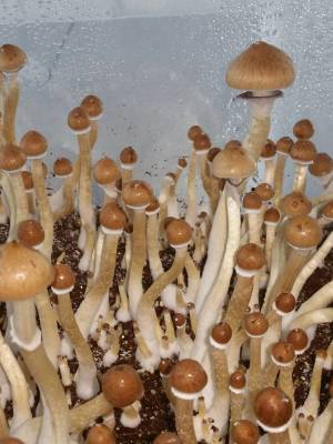 Cubensis F+