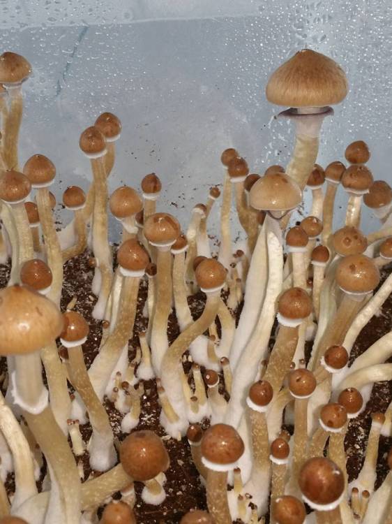 Cubensis F+