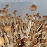 Cubensis F+