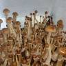 Cubensis F+