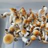 Cubensis F+