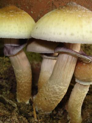 Cubensis Nepal