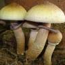Cubensis Nepal