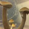 Cubensis Nepal