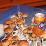 Cubensis Nepal