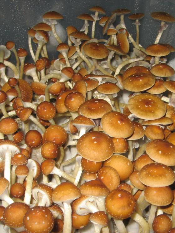 Cubensis Golden Teacher