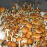 Cubensis Golden Teacher