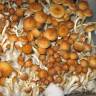 Cubensis Golden Teacher