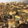 Cubensis Golden Teacher