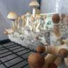 Cubensis Orissa