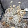 Cubensis Orissa