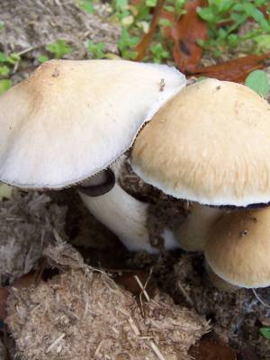 Cubensis Orissa