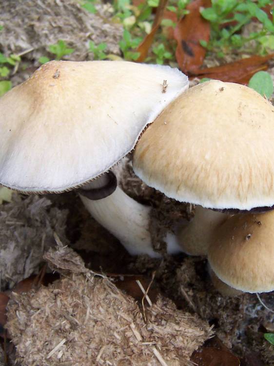 Cubensis Orissa