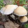 Cubensis Orissa