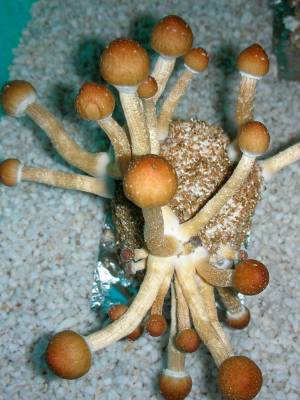 Cubensis Koh Samui
