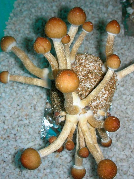 Cubensis Koh Samui