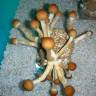 Cubensis Koh Samui