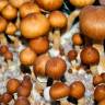 Cubensis Koh Samui