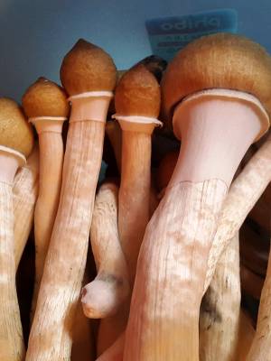 Cubensis Tapalpa