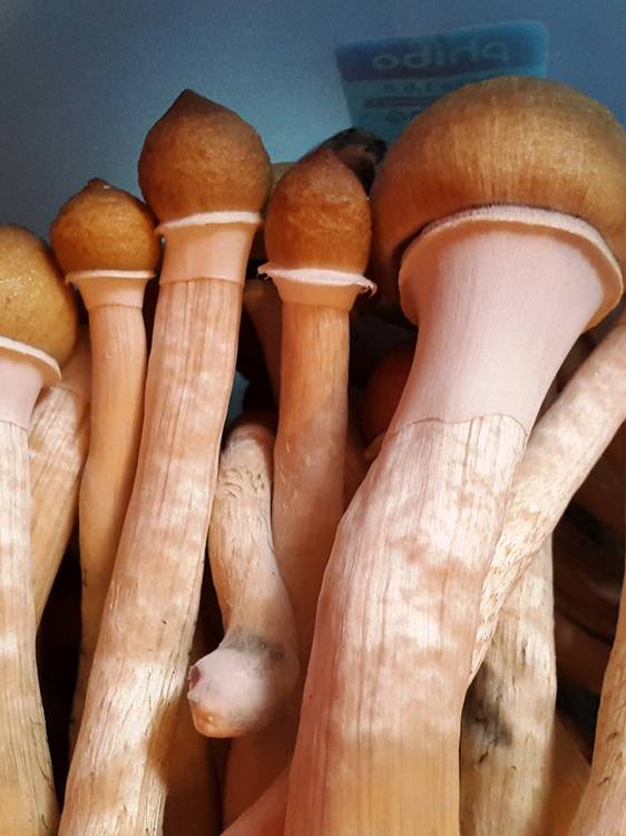 Cubensis Tapalpa