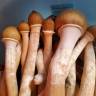 Cubensis Tapalpa
