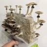 Cubensis Tapalpa