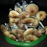 Cubensis Tapalpa