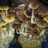 Cubensis Tapalpa