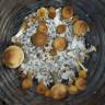 Cubensis Tapalpa