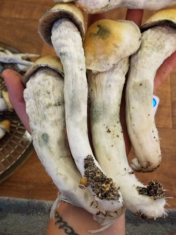 Cubensis Lizard King