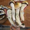 Cubensis Lizard King