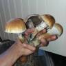 Cubensis Lizard King