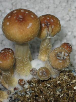 Cubensis Tasmanian