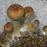 Cubensis Tasmanian