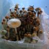 Cubensis Tasmanian