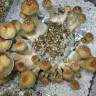 Cubensis Tasmanian