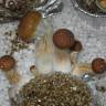 Cubensis Tasmanian
