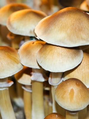 Cubensis Mexican